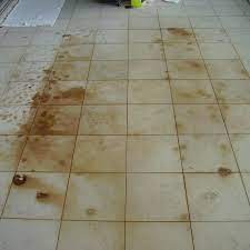 Kotoran Organik di Lantai